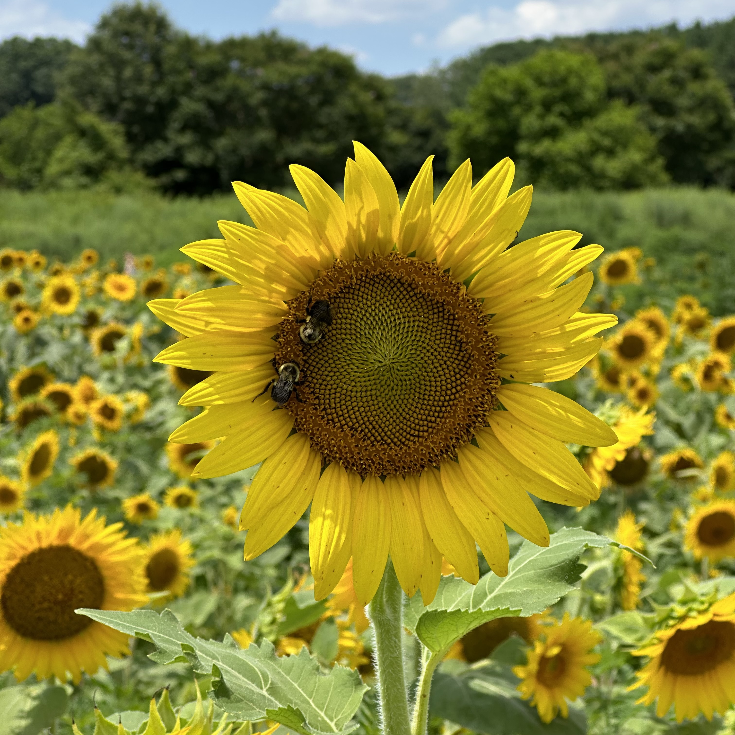 Sunflower with bees